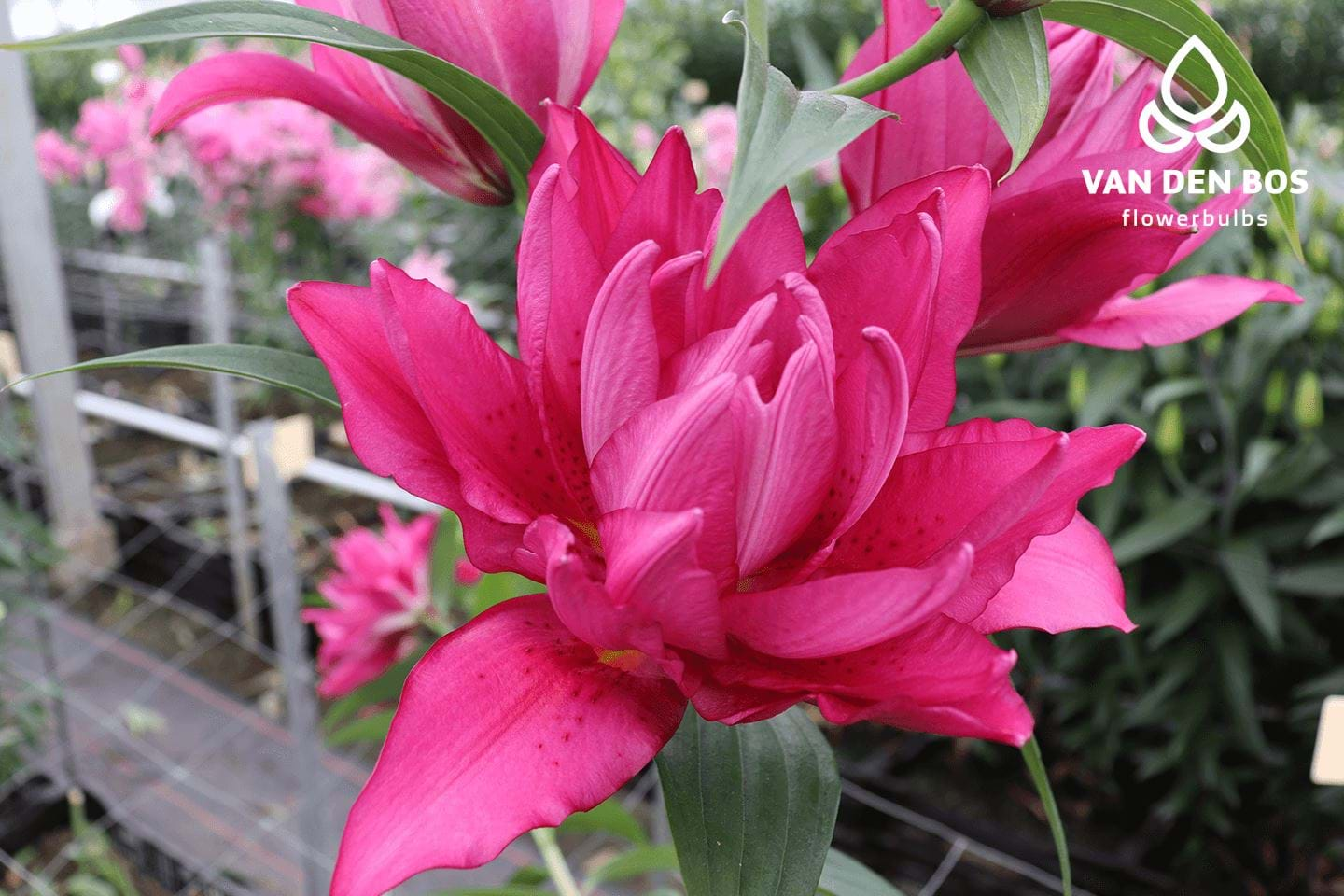 Roselily Floretta® - 玫瑰百合 - Van Den Bos Flowerbulbs